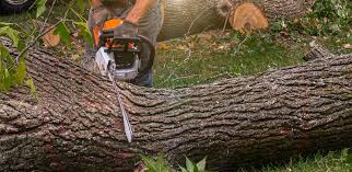 Port St Joe, FL  Tree Services Company