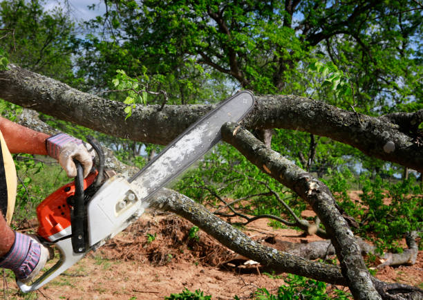 Best Commercial Tree Removal  in Port St Joe, FL